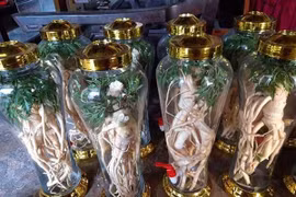 Uống rượu đinh lăng giúp nam giới “thao thức” cả đêm