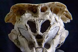 Những hộp sọ bí ẩn nhất từng được phát hiện