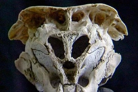 Những hộp sọ bí ẩn nhất từng được phát hiện