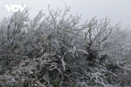 Miền Bắc đang đón đợt rét là 1 trong 6 đợt có nhiệt độ thấp nhất trong 40 năm