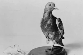 Phi thường chim bồ câu trở thành “người hùng” trong chiến tranh