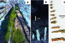 Thần kỳ chồi cây cổ thụ 2.000 tuổi mọc lên sau trận cháy rừng