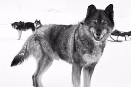 Chân dung “thủ lĩnh” đội chó kéo xe chở huyết thanh 100 năm trước