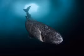 Giải mã 'chìa khóa' giúp cá mập Greenland sống thọ tới 400 tuổi