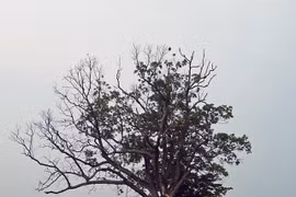 Biết gì về giai thoại “cây của quỷ” ai chạm vào xui xẻo tận mạng?