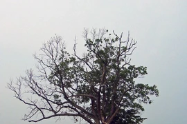 Biết gì về giai thoại “cây của quỷ” ai chạm vào xui xẻo tận mạng?