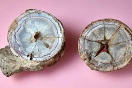 Phát hiện trứng khủng long 60 triệu năm chứa "báu vật" khó tưởng 