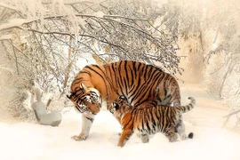 Tuần mới, những con giáp được "trời thương", kinh doanh thắng lớn