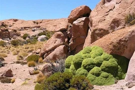 Nguy cơ tuyệt chủng loài thảo dược 3.000 năm tuổi