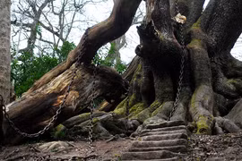 Bí ẩn cây sồi già bị xiềng xích mang “lời nguyền” ám ảnh 