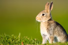 Người đàn ông mang về 24 con vật lạ khiến Úc thiệt hại