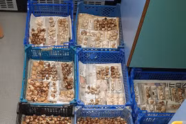 Hé lộ cuộc sống từ thời Đồ Sắt qua bữa tiệc thịnh soạn vừa được khai quật