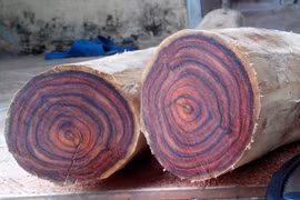 Soi loại gỗ đắt - hiếm nhất thế giới dân Quảng Bình vừa vớt được