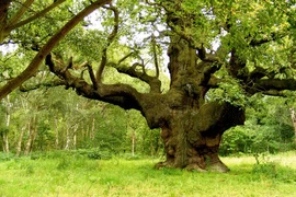 Bí mật cây sồi 1.000 tuổi nổi tiếng nhất nước Anh