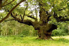Bí mật cây sồi 1.000 tuổi nổi tiếng nhất nước Anh
