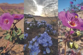 Những loài hoa khoe sắc ở sa mạc Atacama khô cằn