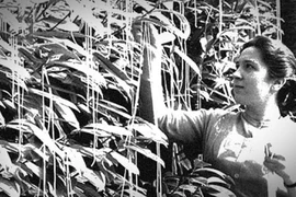 Cú lừa ngoạn mục của hãng tin BBC khiến nhiều người tin sái cổ