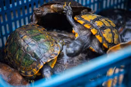 Thả 62 cá thể rùa về tự nhiên, toàn loài quý hiếm nguy cấp 