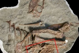 Phát hiện bất ngờ trong bụng khủng long bạo chúa