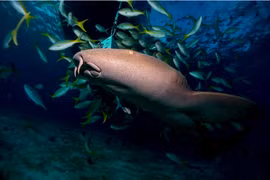 Cá mập có khả năng 'đi bộ' dưới đại dương bằng cách nào?