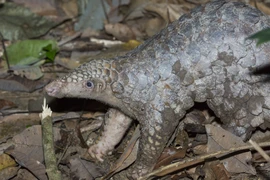 11 cá thể tê tê Java mới được giải cứu ở Hà Nam: Quý hiếm sao? 