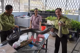 Trăn đất khủng người dân TP.HCM tự nguyện giao Kiểm lâm hiếm cỡ nào? 