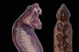 Sinh vật giống rắn di chuyển như sâu đo trong truyền thuyết