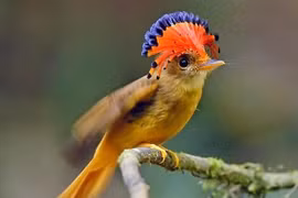 Tận mục 5 loài động thực vật hiếm có, khó gặp nhất quả đất