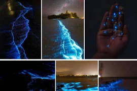 Bí ẩn về hiện tượng biển sao của Maldives