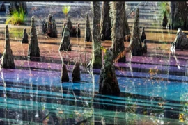 Độc lạ đầm lầy mang vẻ đẹp giống 7 sắc cầu vồng