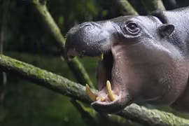 Người cổ đại khiến hà mã lùn trên đảo Síp tuyệt chủng?