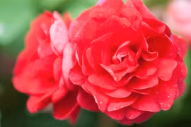 Loài hoa hiếm có khó tìm, thế giới chỉ vài nơi có