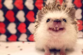 Giật mình loài động vật mới ở Việt Nam y chang 'ma cà rồng'