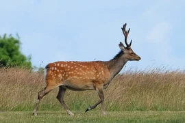 Tiếc ngẩn ngơ 5 loài động vật quý hơn vàng tuyệt chủng tại Việt Nam