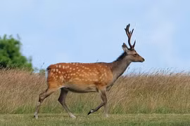 Tiếc ngẩn ngơ 5 loài động vật quý hơn vàng tuyệt chủng tại Việt Nam