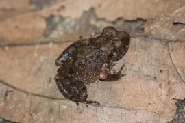 Cóc núi đặc hữu của Việt Nam quý hiếm sao phải bảo tồn gấp? 