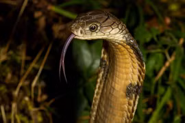 5 loài rắn độc nhất hành tinh, đoạt mạng người chỉ 1 cú cắn