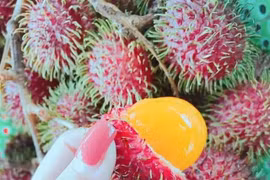 Chôm chôm vàng tưởng của nhà giàu sang chảnh, lại là quả dại ven rừng