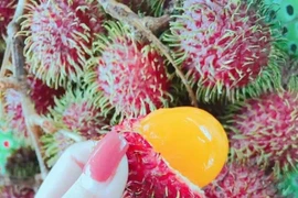 Chôm chôm vàng tưởng của nhà giàu sang chảnh, lại là quả dại ven rừng