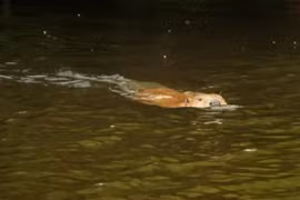 Loài vật tuyệt chủng 400 năm bỗng tái xuất thần kỳ trong tự nhiên