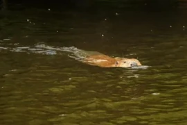 Loài vật tuyệt chủng 400 năm bỗng tái xuất thần kỳ trong tự nhiên