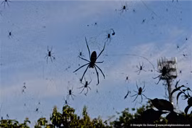 Giải bí ẩn những “cơn mưa nhện” kỳ quái tấn công Trái đất 