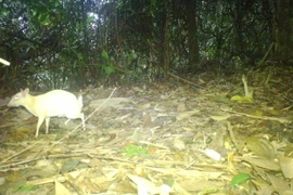 Cheo cheo Nam Dương bạch tạng vừa phát hiện: Là loài trong sách Đỏ