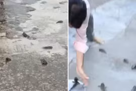 Giải mã “trận mưa cá” hiếm gặp bất ngờ đổ ập xuống Ấn Độ