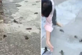 Giải mã “trận mưa cá” hiếm gặp bất ngờ đổ ập xuống Ấn Độ