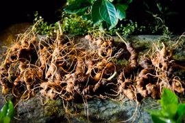 “Quốc bảo” quý hiếm bậc nhất thế giới: Chỉ Việt Nam có!