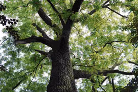 Tận mục loại gỗ quý được mệnh danh 'vàng xanh', Việt Nam không thiếu 