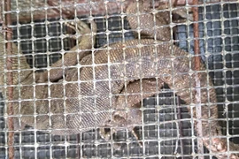 Tận mục kỳ đà hoa quý hiếm lạc vào vườn nhà dân ở Huế