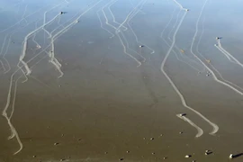 Lý giải nào về những hòn đá 'biết đi' tại Mỹ? 