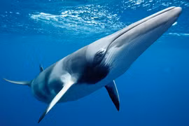 Âm thanh bí ẩn dưới đại dương đánh đố nhân loại suốt nhiều thập kỷ